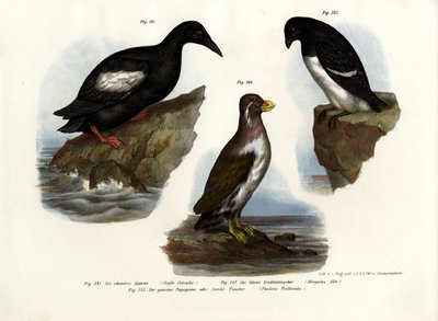 Pigeon Guillemot by German School